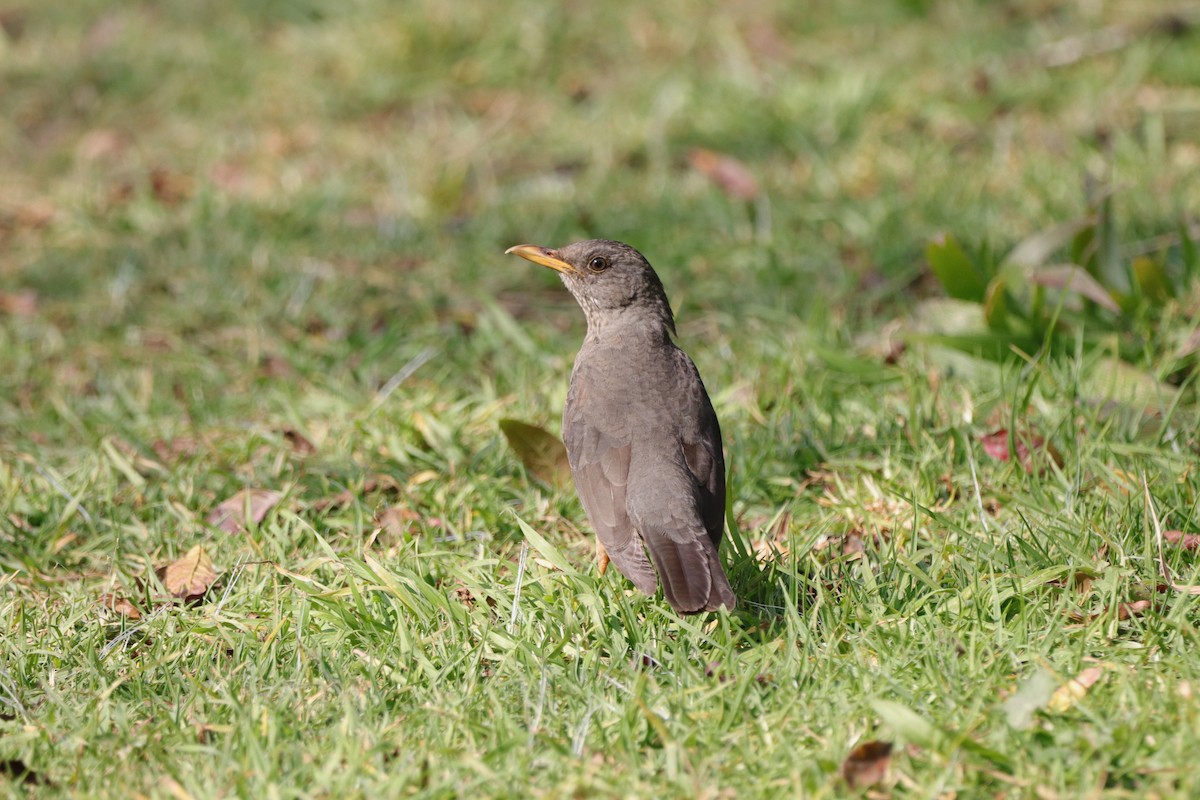 Karoo Thrush - ML658931831