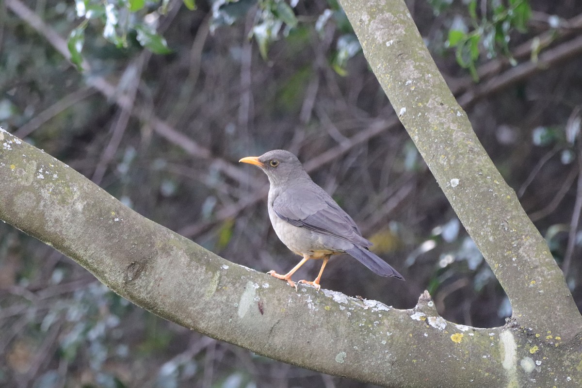 Karoo Thrush - ML658931832
