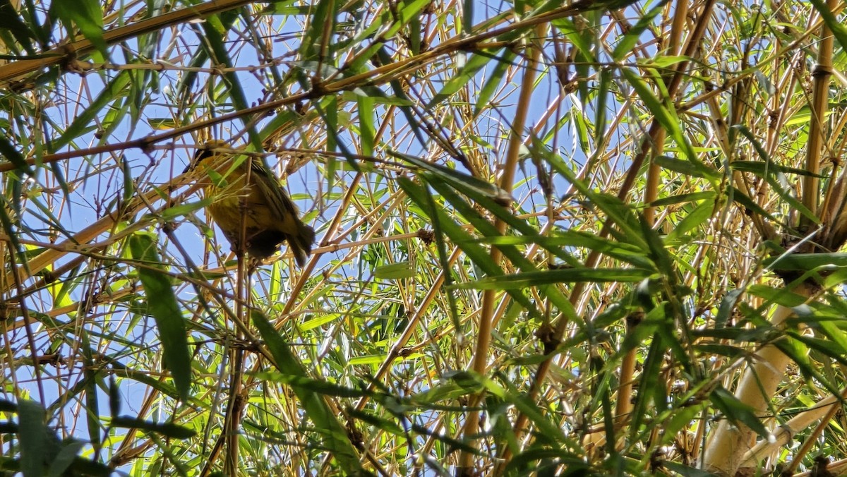 黑頭織雀 - ML658934803