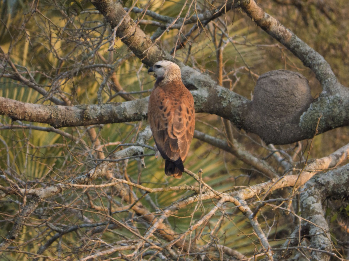 Black-collared Hawk - Leandro Bareiro Guiñazú