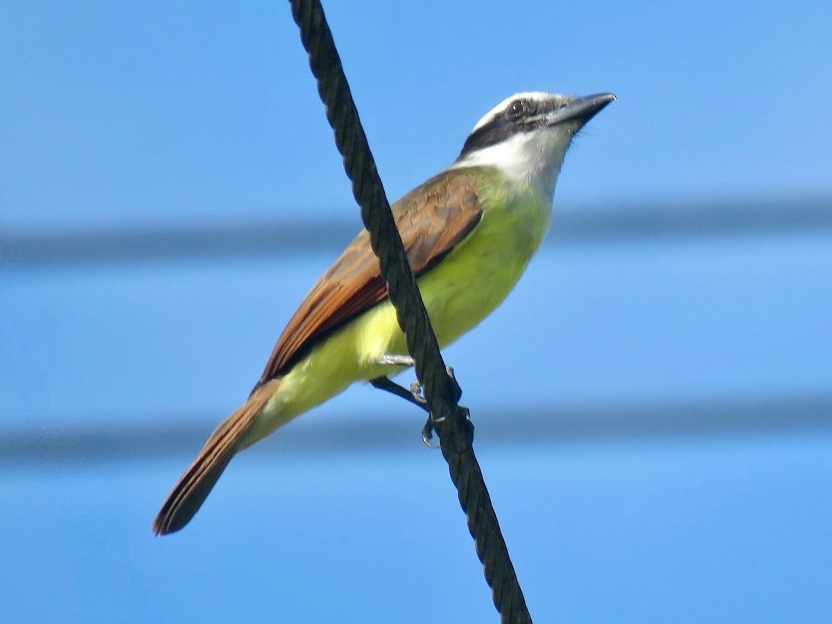 Great Kiskadee - ML658936567