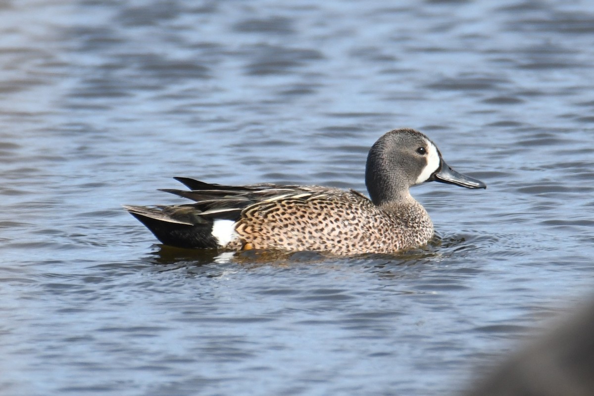 eBird Checklist - 28 May 2026 - Birding Drive Site 20, Rudolph Lake ...