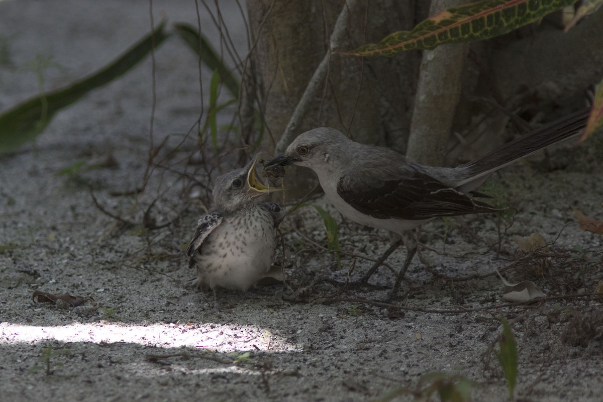 Tropical Mockingbird - ML65893761