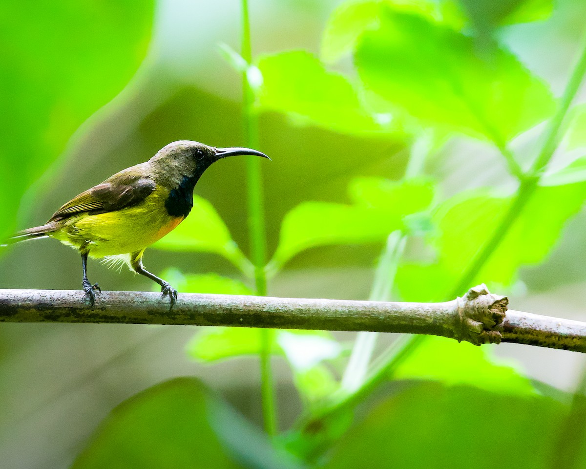 Apricot-breasted Sunbird - ML658937643