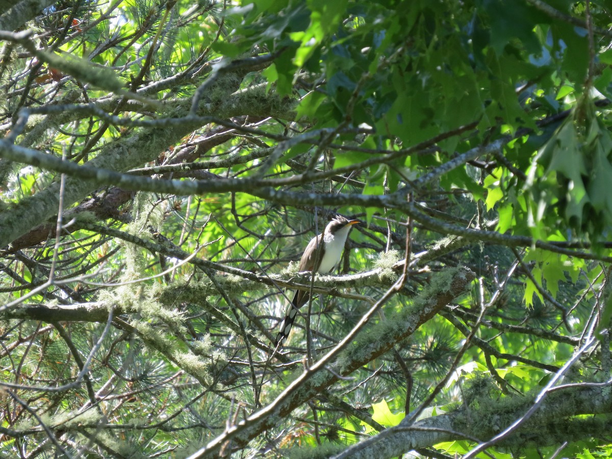 Yellow-billed Cuckoo - ML658938289