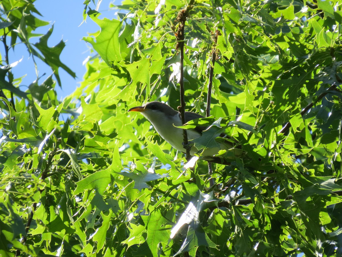 Yellow-billed Cuckoo - ML658938290