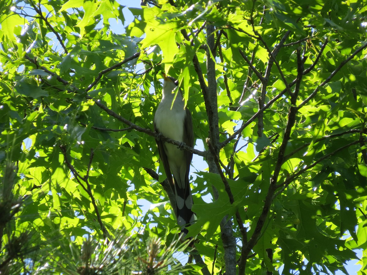 Yellow-billed Cuckoo - ML658938291