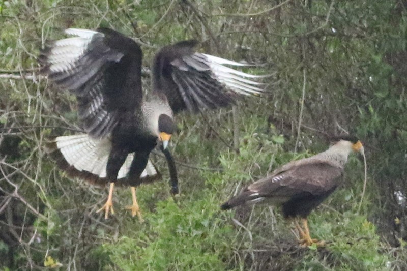 Crested Caracara (Southern) - ML65894091