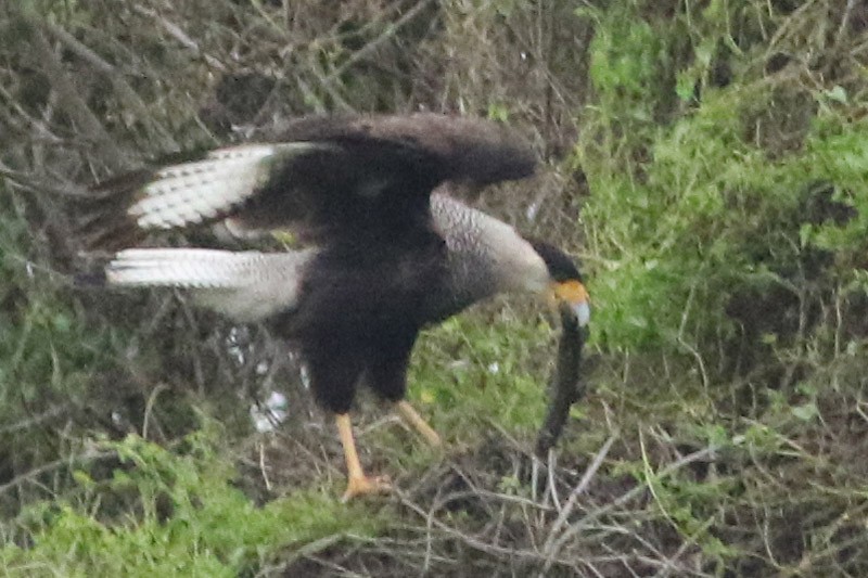 Crested Caracara (Southern) - ML65894111