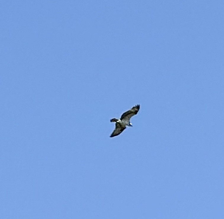 Balbuzard pêcheur - ML658941395