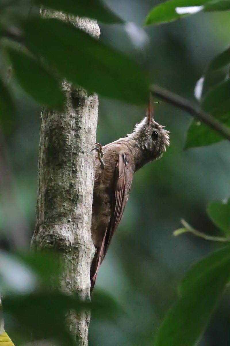 Amazonian Barred-Woodcreeper - ML658941827
