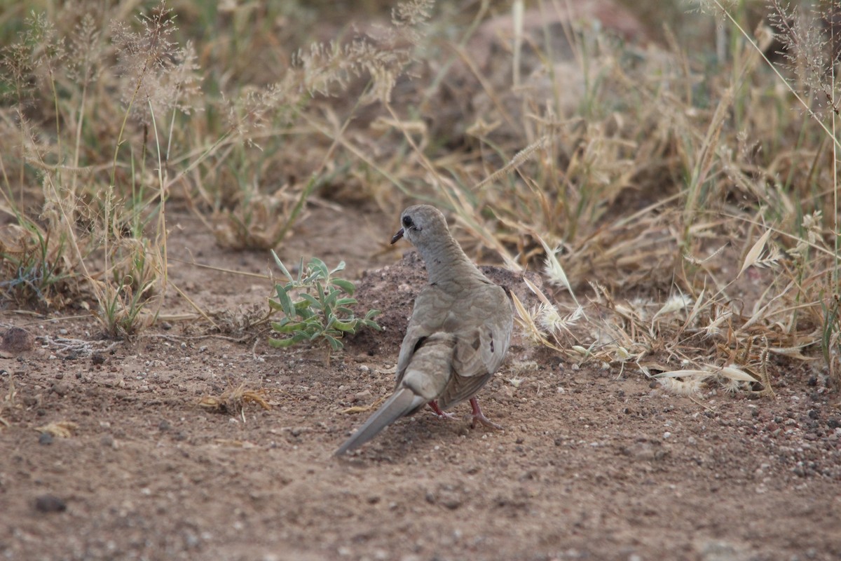 Namaqua Dove - ML658942061