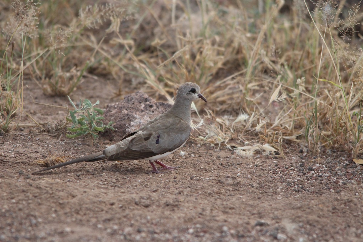 Namaqua Dove - ML658942062