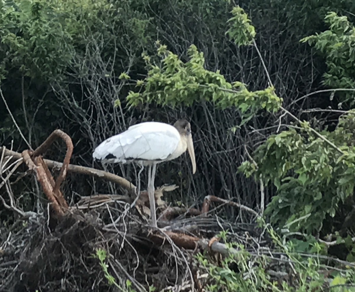 Wood Stork - ML65894241