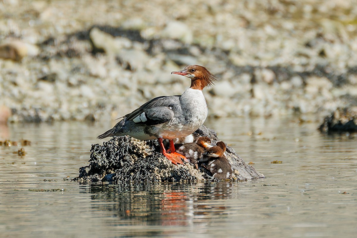 Common Merganser (North American) - ML658942935