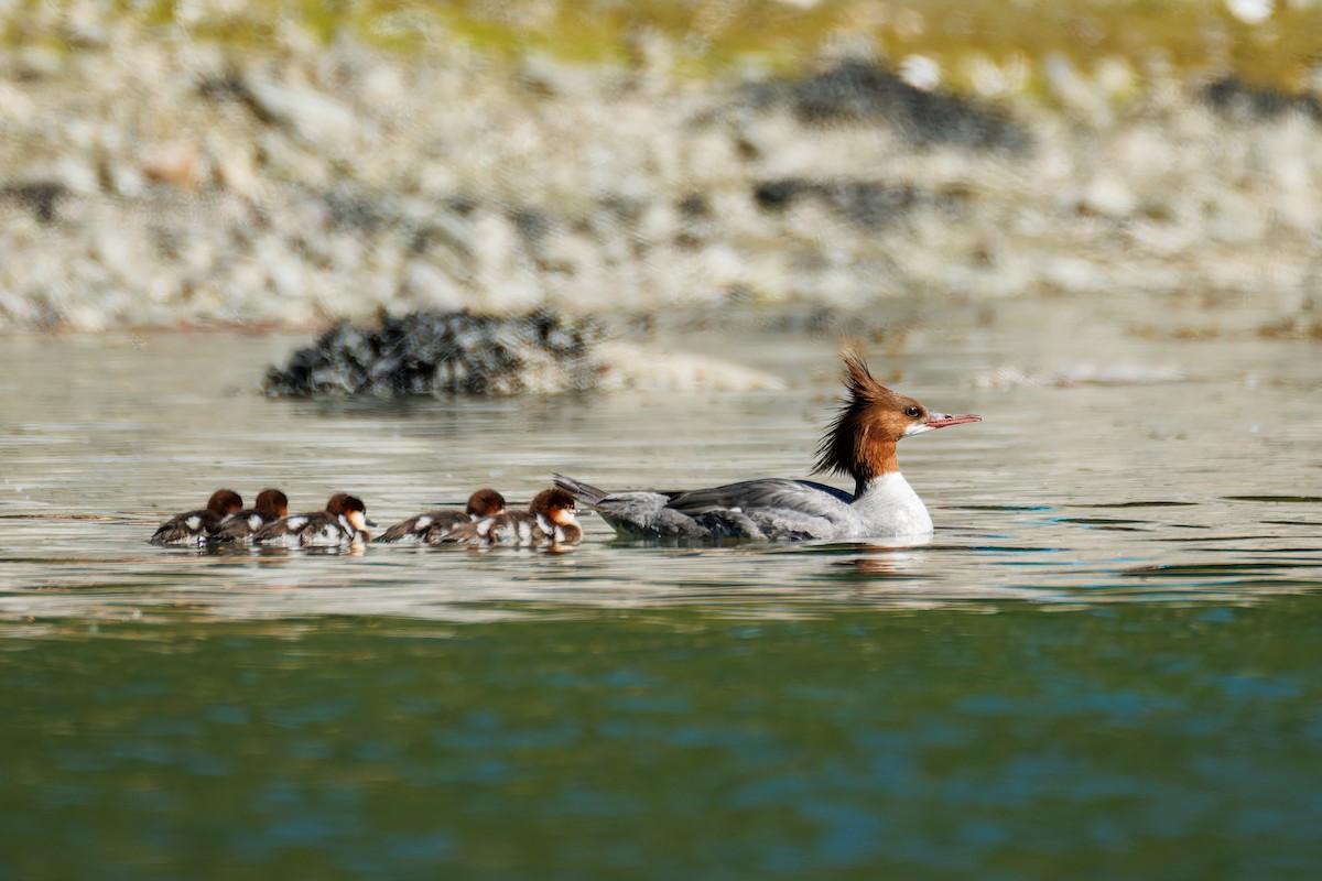 Common Merganser (North American) - ML658942936
