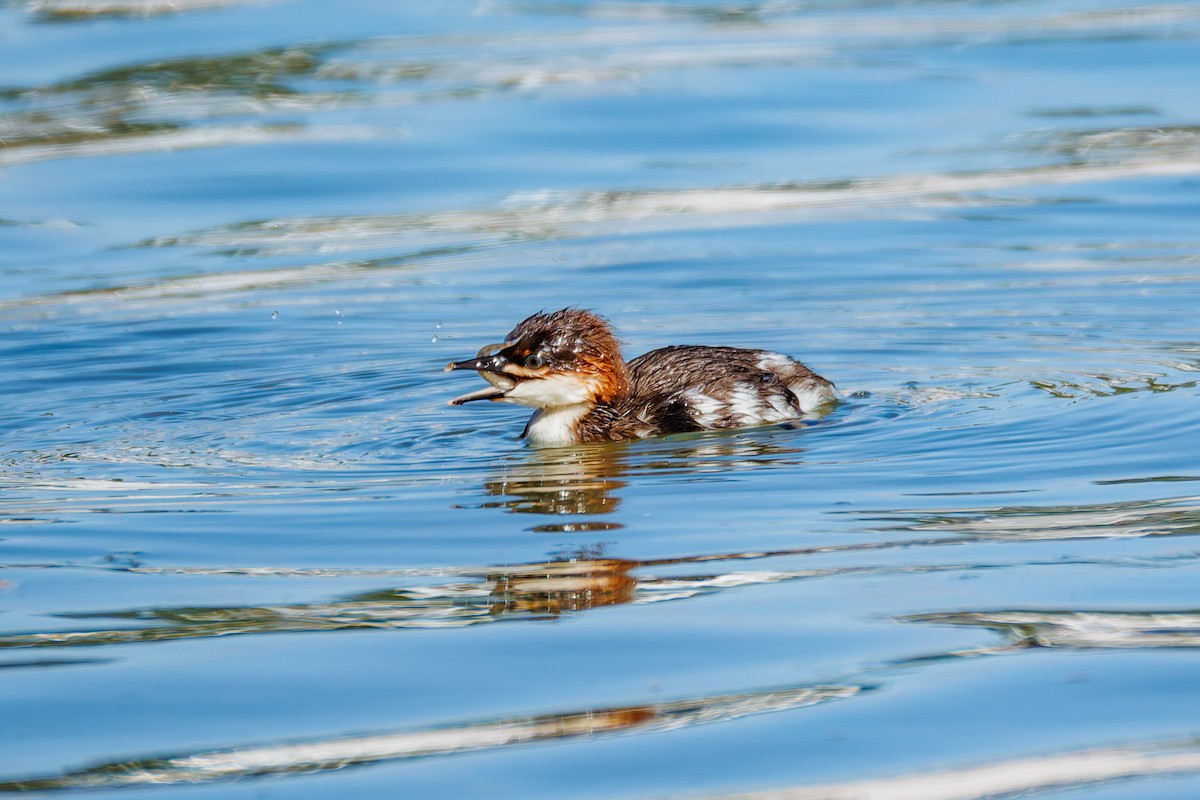 Common Merganser (North American) - ML658942959