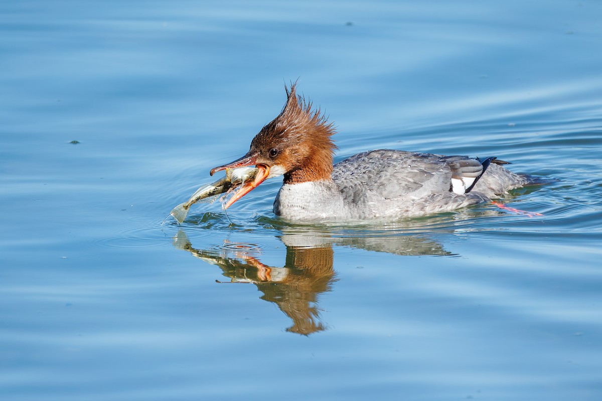 Common Merganser (North American) - ML658942960