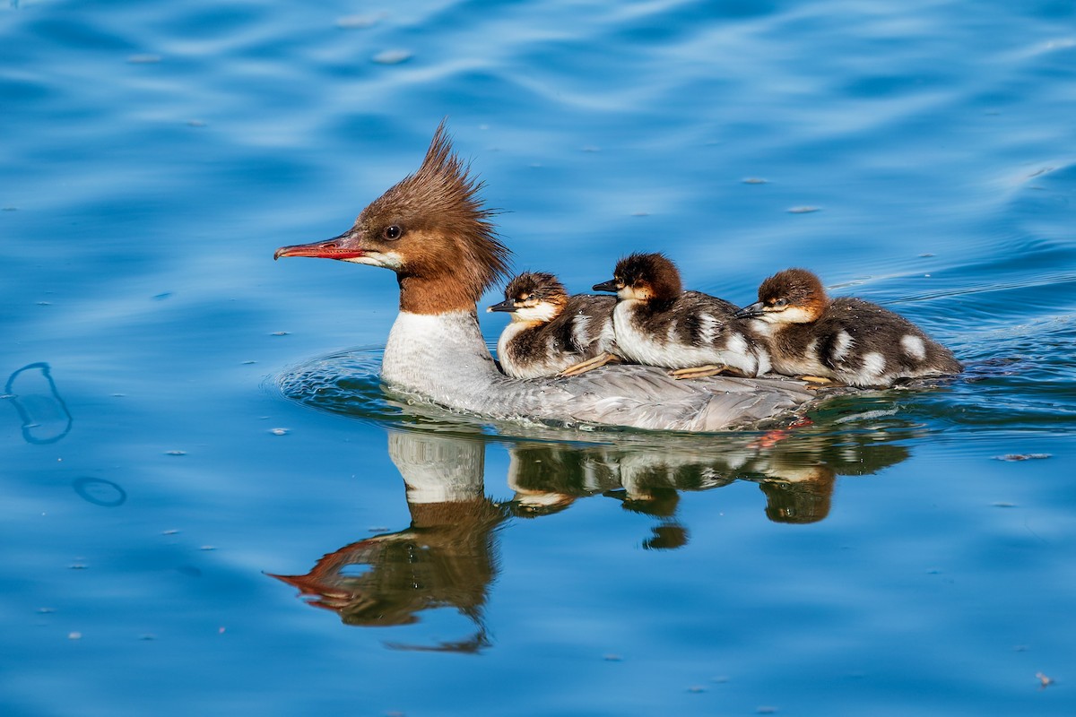 Common Merganser (North American) - ML658942974
