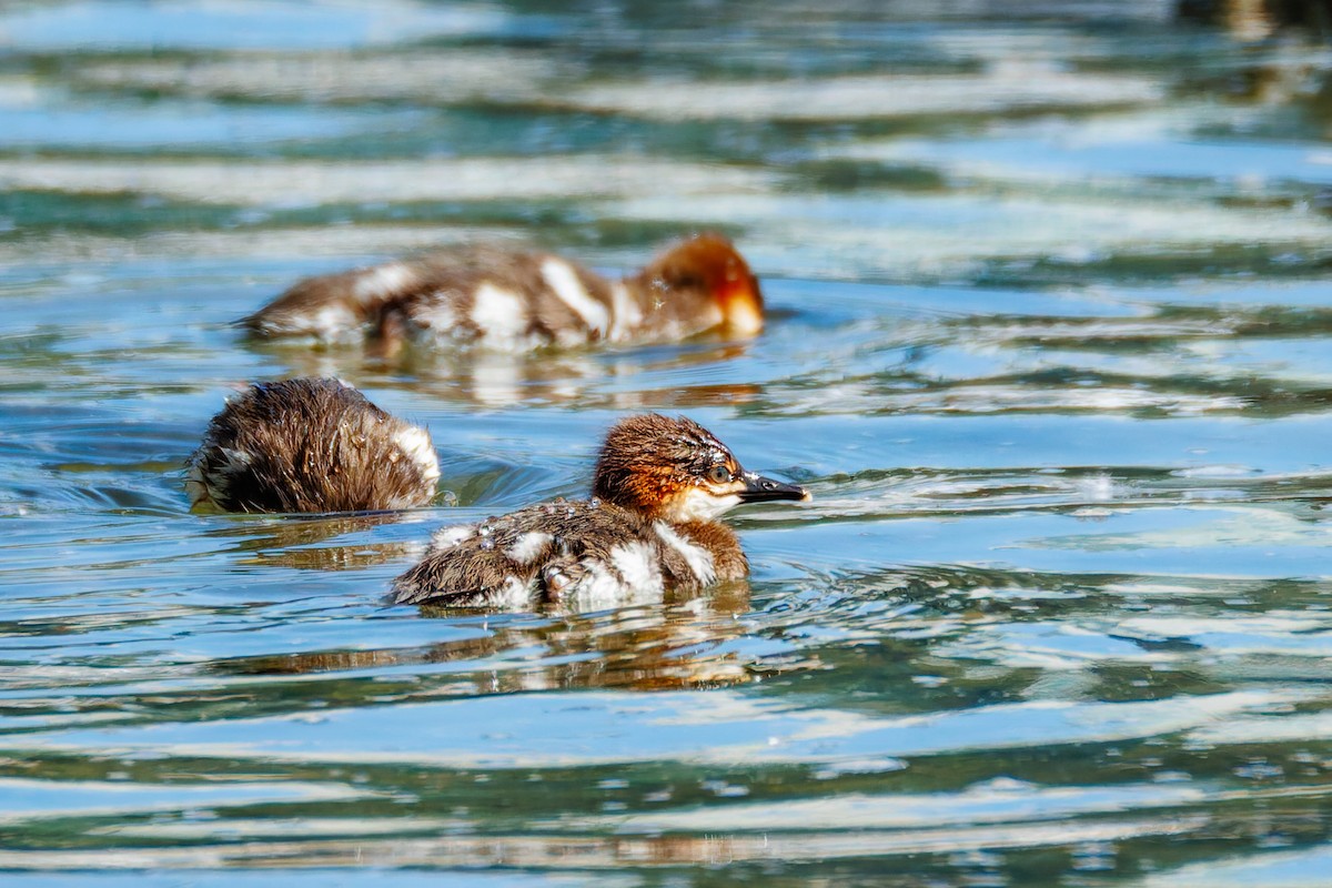 Common Merganser (North American) - ML658942980