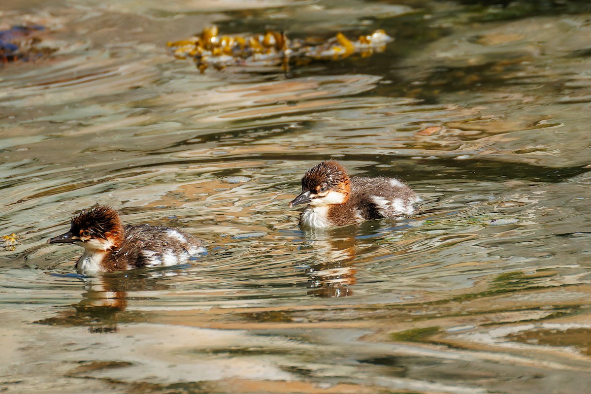 Common Merganser (North American) - ML658942981