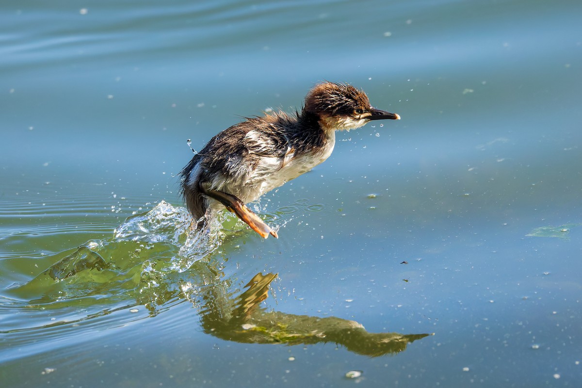 Common Merganser (North American) - ML658942982