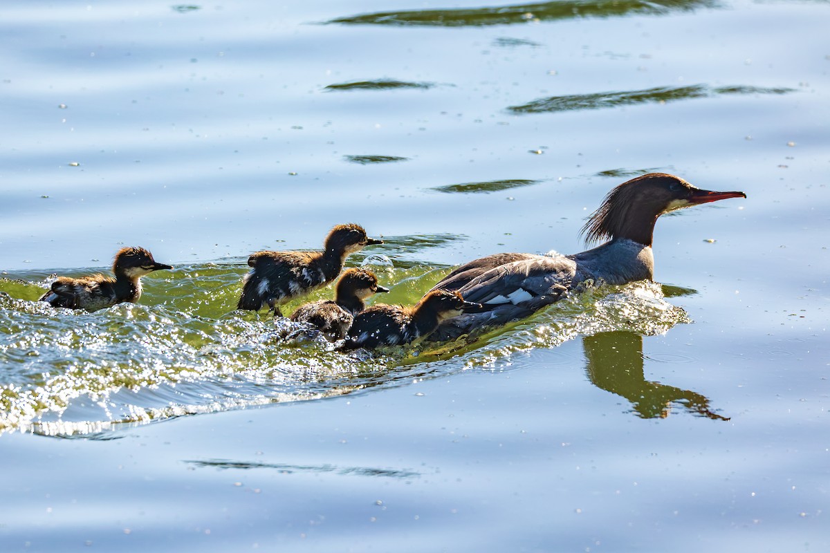 Common Merganser (North American) - ML658942983