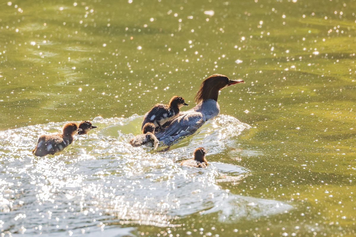 Common Merganser (North American) - ML658942984