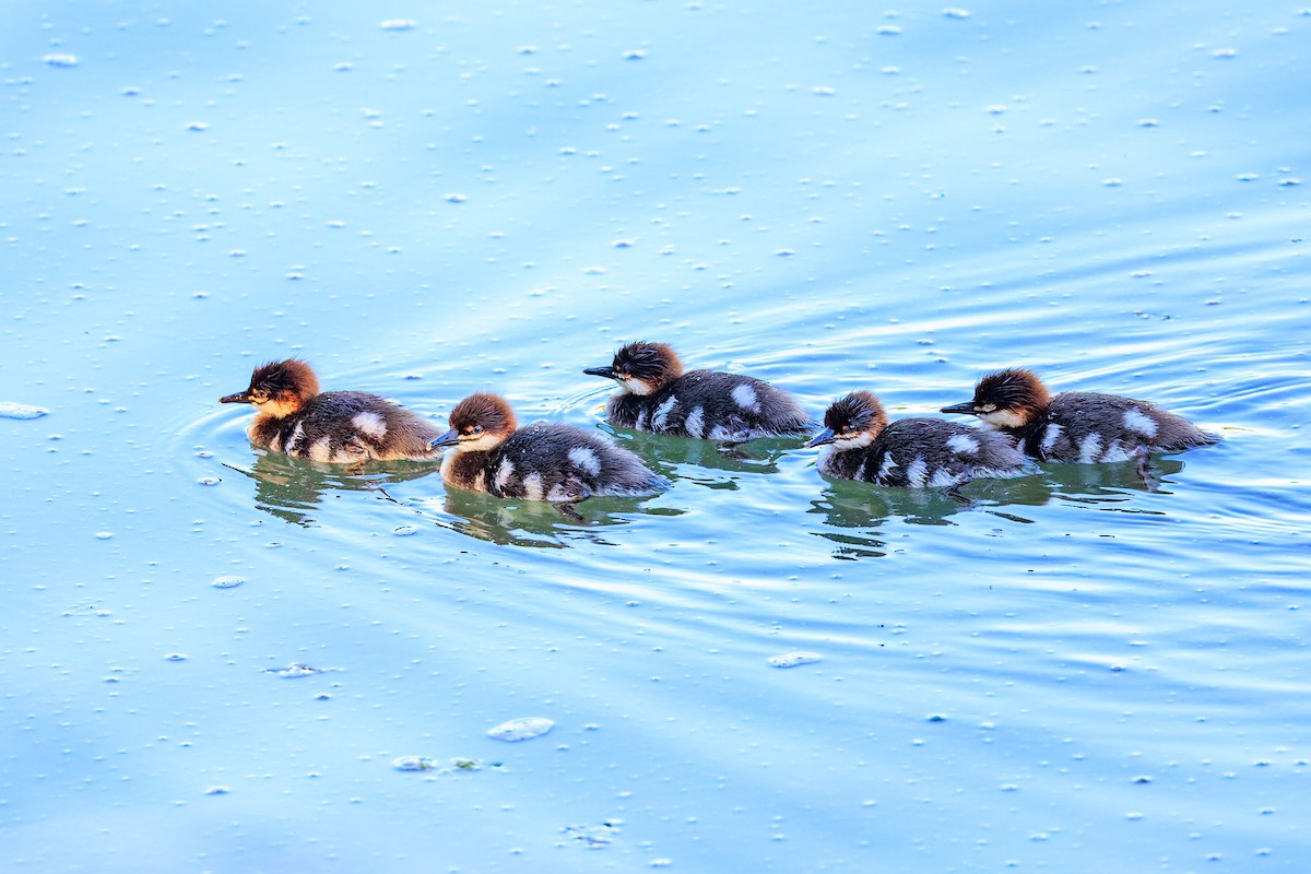 Common Merganser (North American) - ML658943076