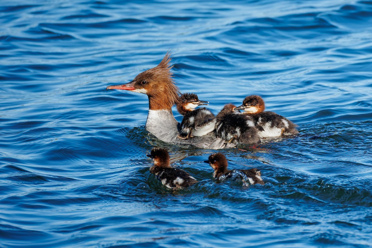 Common Merganser (North American) - ML658943143