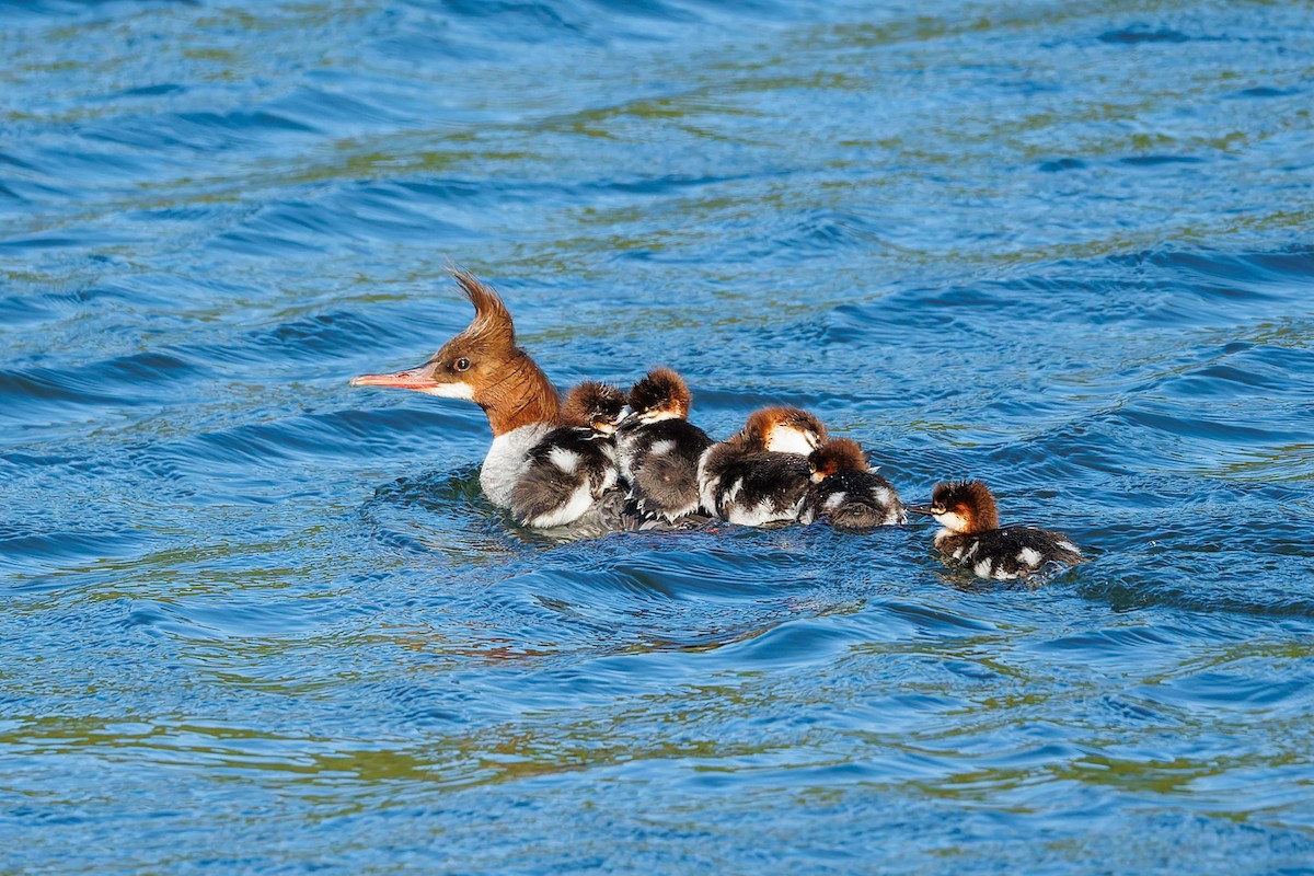 Common Merganser (North American) - ML658943182