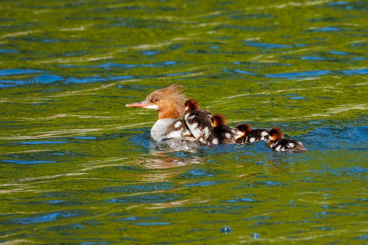 Common Merganser (North American) - ML658943229