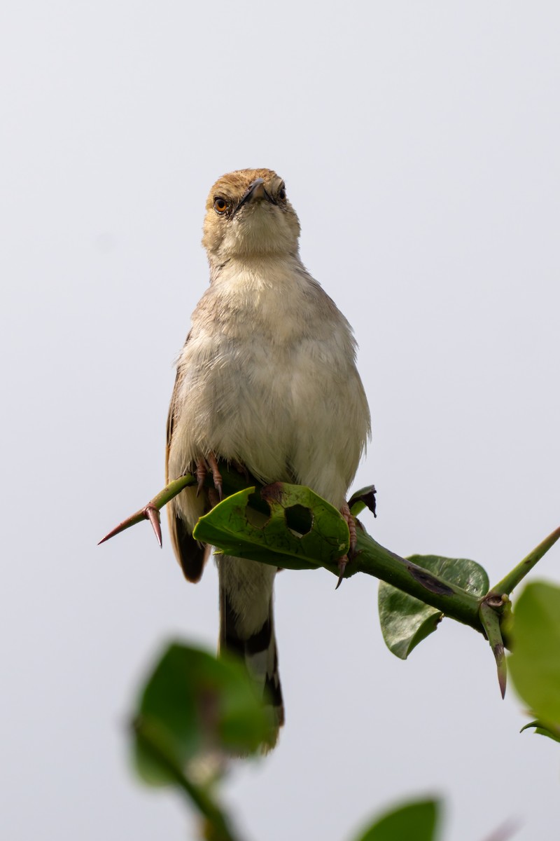 Tawny-flanked Prinia - ML658943230