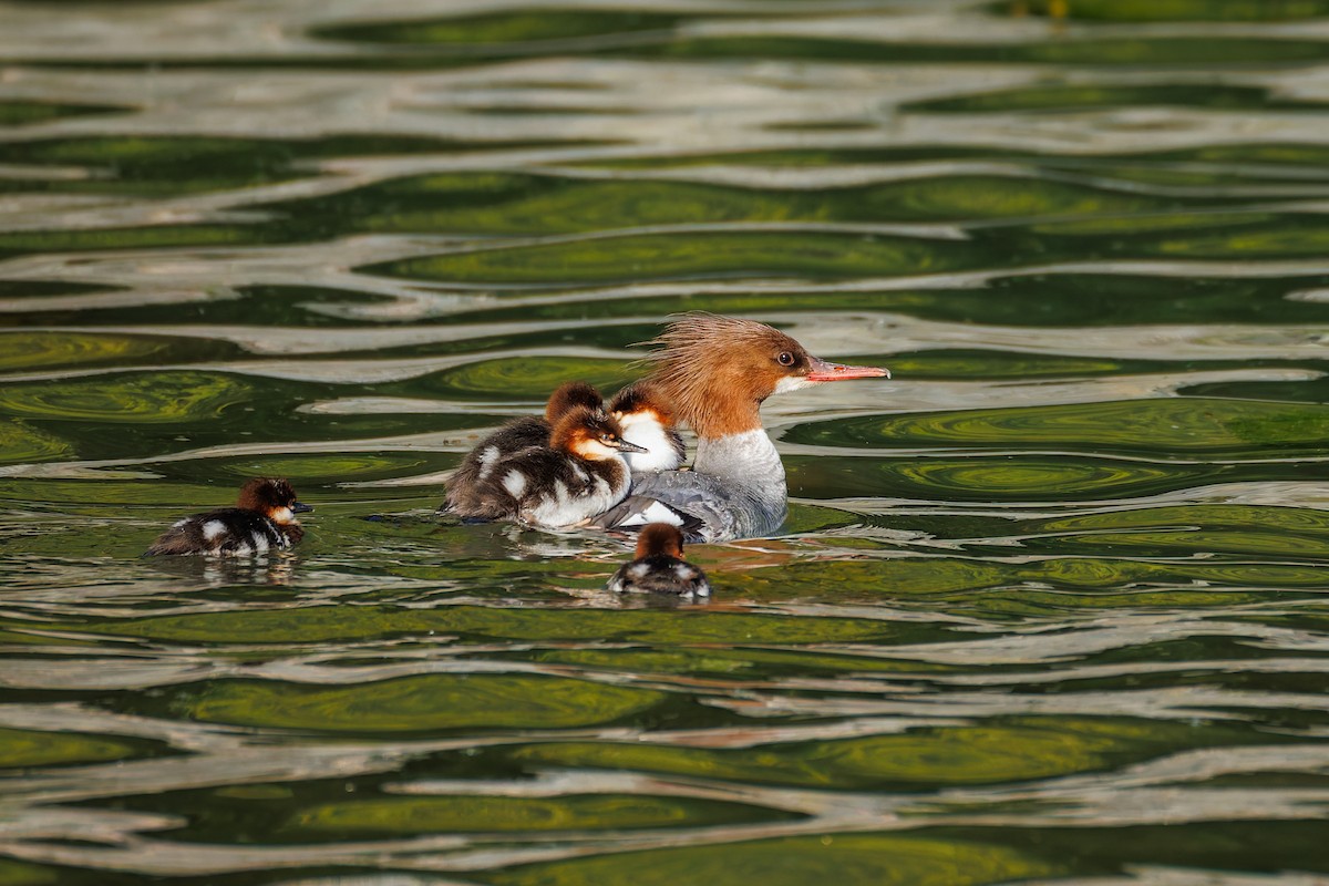Common Merganser (North American) - ML658943249