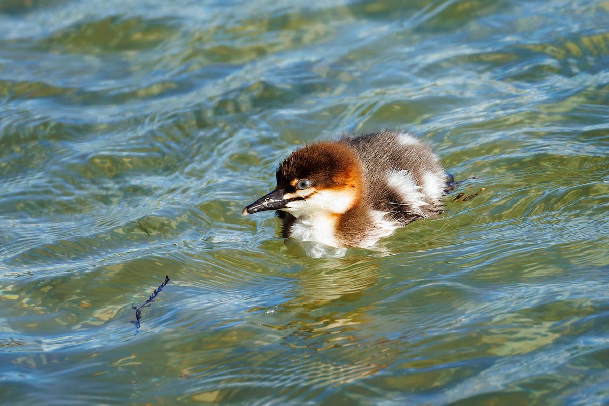 Common Merganser (North American) - ML658943263