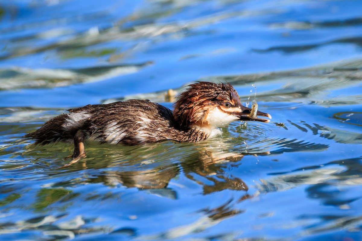 Common Merganser (North American) - ML658943264