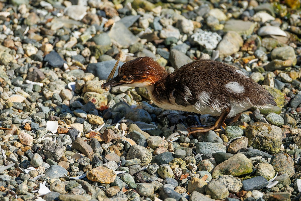Common Merganser (North American) - ML658943265