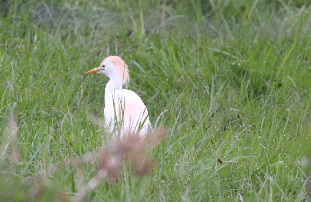 Western Cattle-Egret - ML658943315