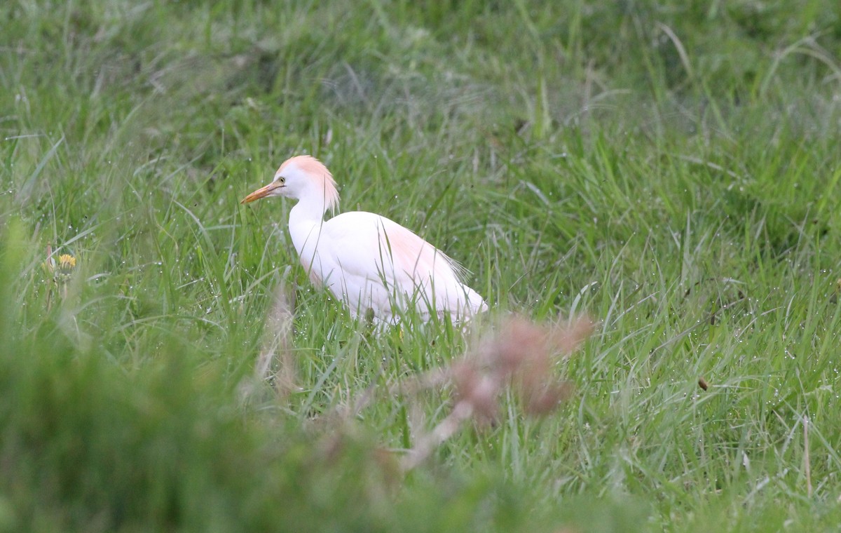Western Cattle-Egret - ML658943316