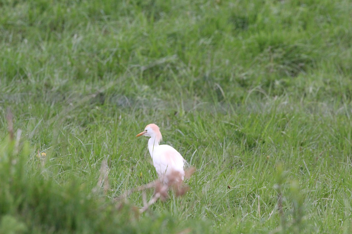Western Cattle-Egret - ML658943317