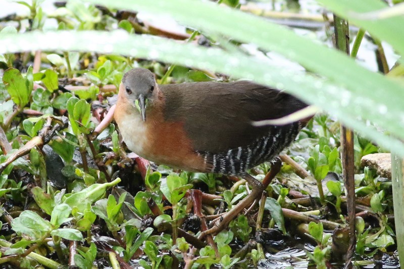 Rufous-sided Crake - ML65894401