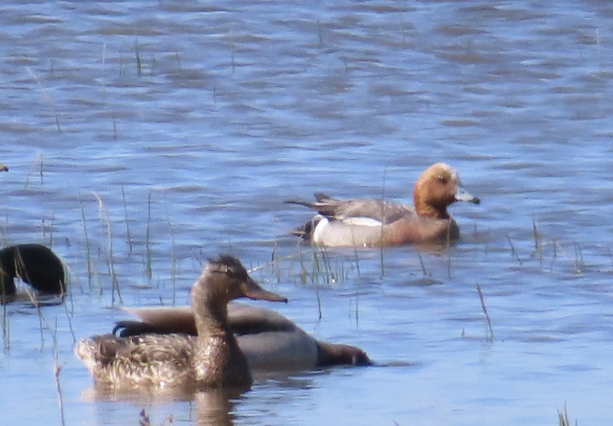 eBird Checklist - 2 Jun 2026 - Kettle Point - 49 species