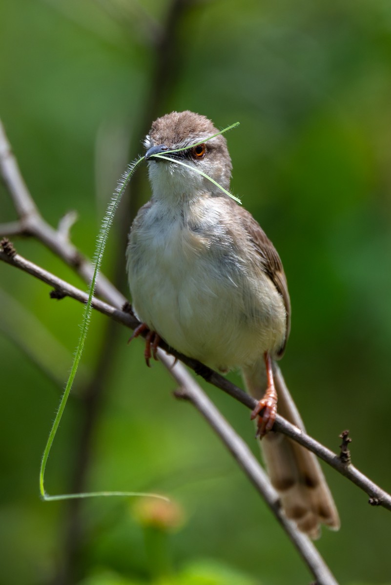 Tawny-flanked Prinia - ML658944579