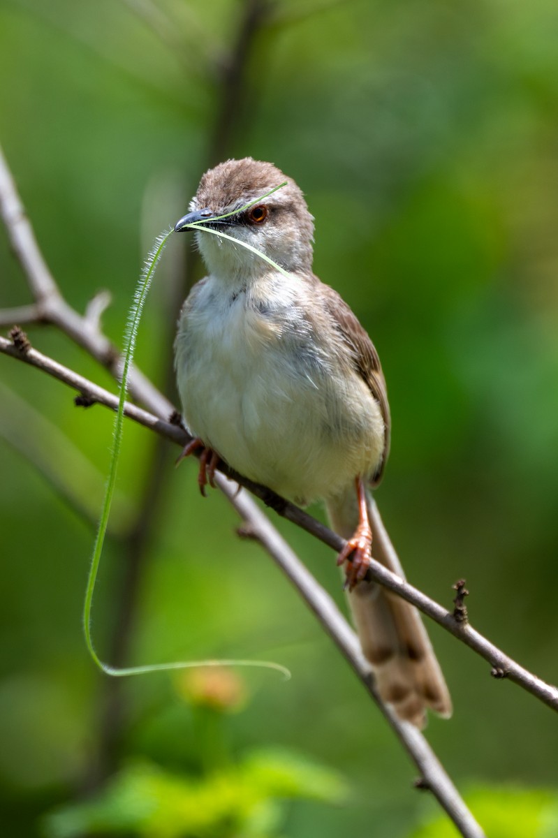 Tawny-flanked Prinia - ML658944580