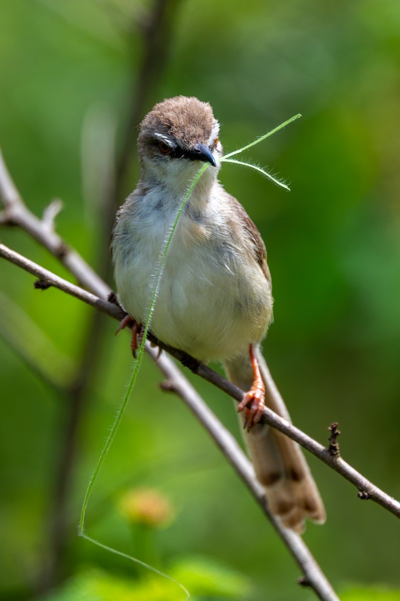 Tawny-flanked Prinia - ML658944581