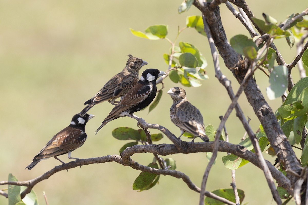 Chestnut-backed Sparrow-Lark - ML658944780