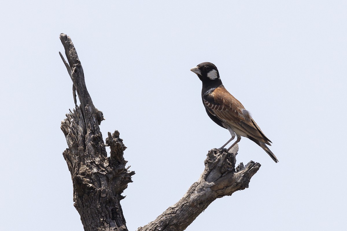 Chestnut-backed Sparrow-Lark - ML658944781