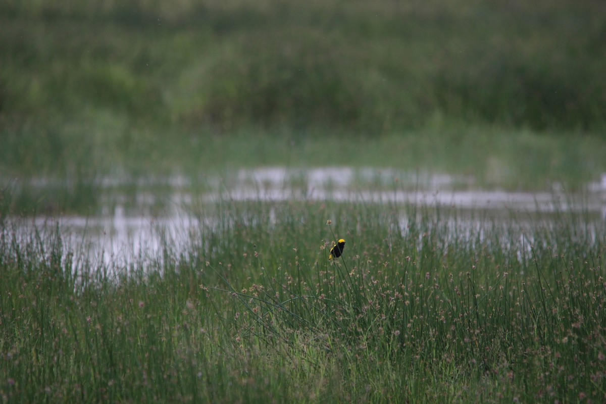 Yellow-crowned Bishop - ML658945824