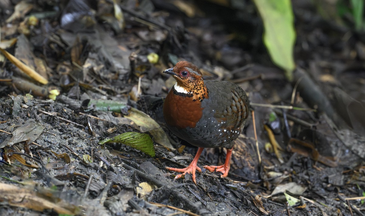 Chestnut-breasted Partridge - ML658945871
