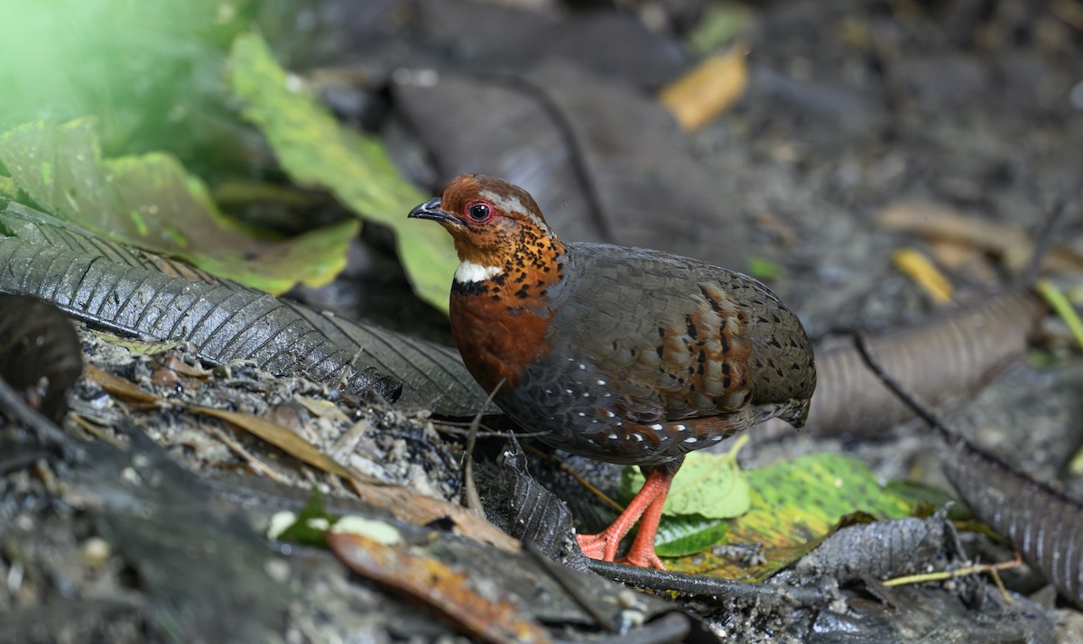 Chestnut-breasted Partridge - ML658945872